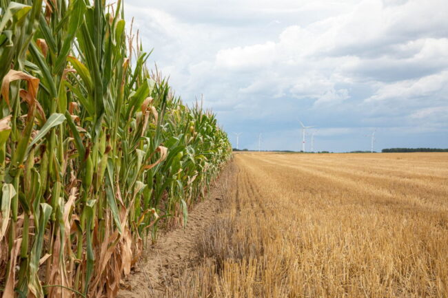 rumynija-v-2020-godu-na-1-meste-v-es-po-posevnym-kukuruzy-SERJMIN